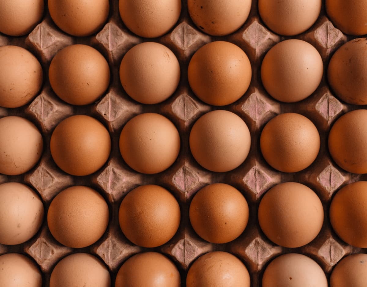 Egg market in Hyderabad — today egg rate in Hyderabad at wholesale